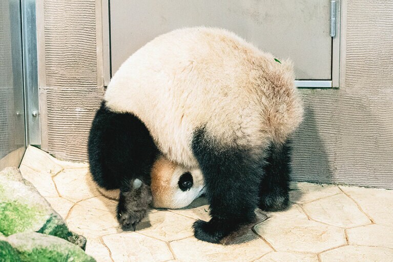 「体がやわらかいのも特徴。高い所から落ちても怪我をしにくいんです」(小澤さん)