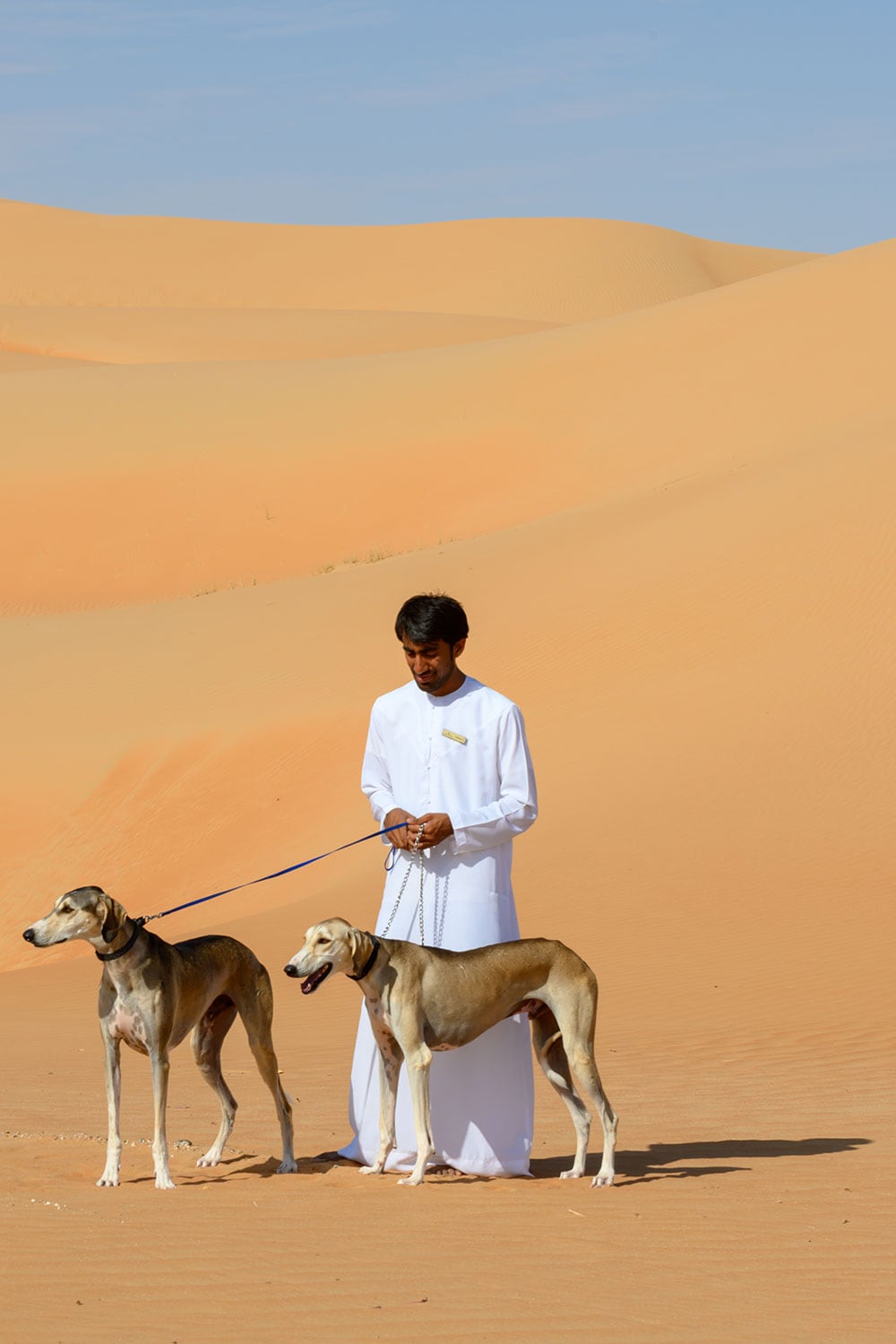 アラブ貴族の楽しみとされる猟犬サルーキの実演も見学できる。