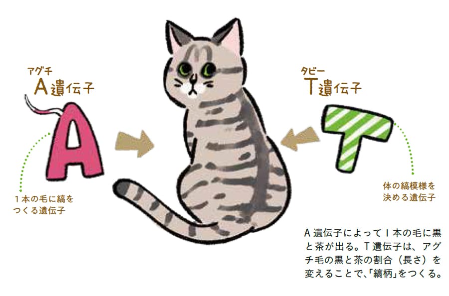 T遺伝子は縞模様の猫はみんな持っている。