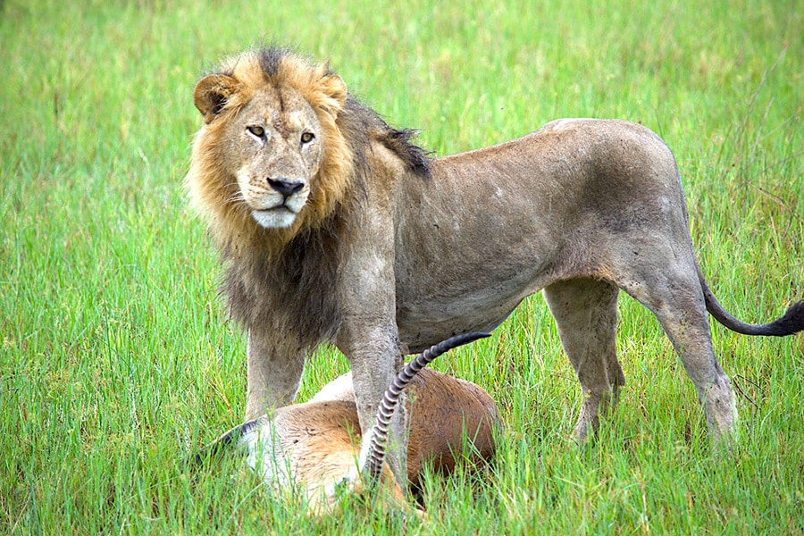 獲物を倒してドヤ顏の雄ライオン。渾身のスピードで獲物に襲いかかったので、彼もしばらくは身動きできず。