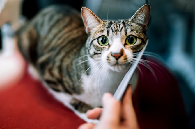ロイヤルカナン社員・大坂さんの飼い猫で、社会化に成功したドロンパくん（1歳10カ月）。定期的に「出社」できるように。