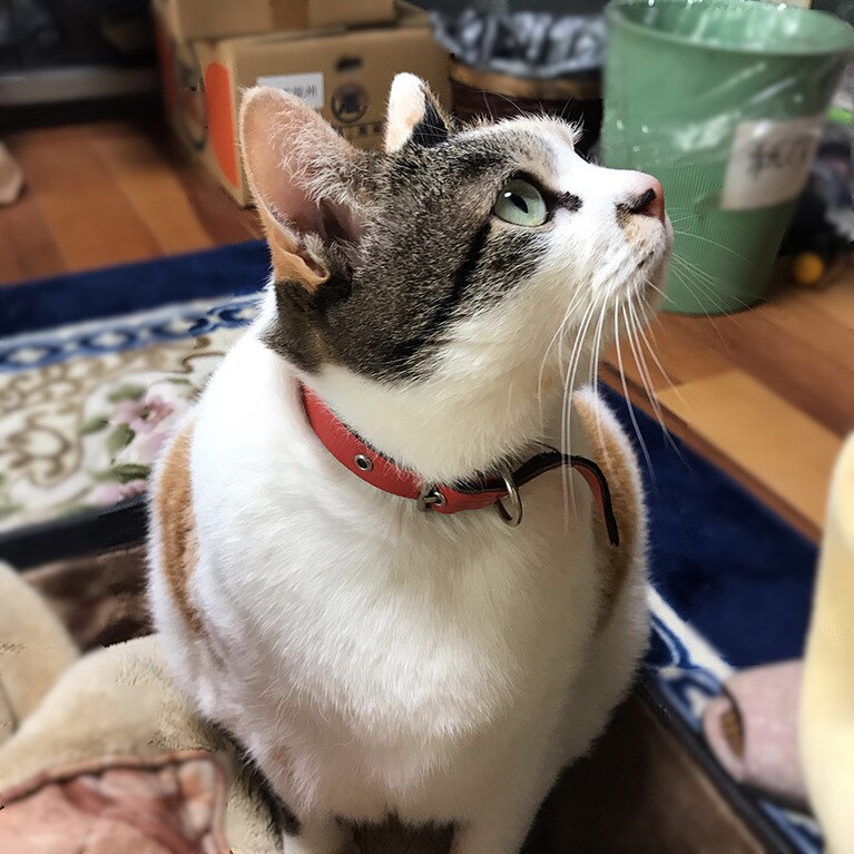 みーちゃん ♀ 7歳。この角度とこのグリーンアイには自信あります！(こう見えて、実際の体はかなり大きめです)