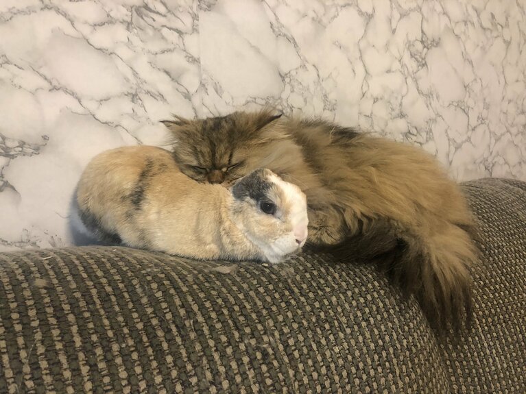 アイザック ♂ 7歳。長男うさぎのアルジャーノンくんが大好きな弟猫です。くっついて寝ていることは時々あったのですが、枕にするとは思わず（笑）。（まおさん）