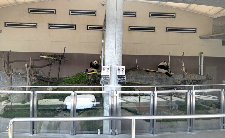 「パンダラブ」の結浜（左）と楓浜。2025年6月27日（金）。