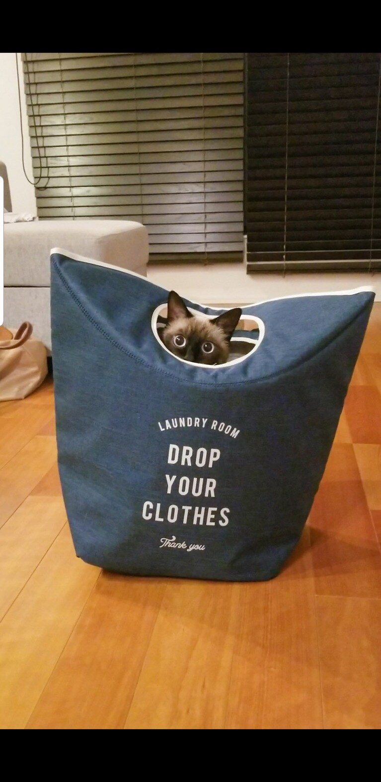 ハビビ ♂ 3歳。新しいランドリーバッグを購入したのでリビングに置いた所、はびちゃんが真っ先に中に入って遊んでました。洗濯されちゃうよ(笑)