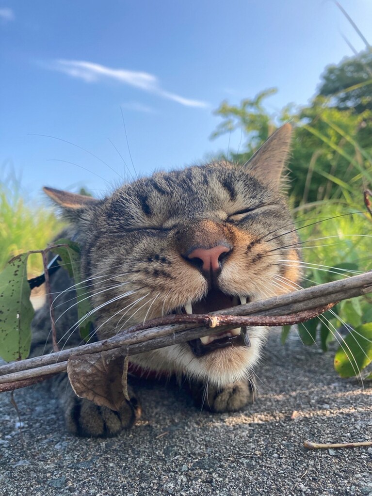 蘭丸 ♂ 3歳。「飼い主との毎日のお散歩が大好き！　リードをつけて大自然の中を探検しています。この写真も探検中の１コマです。鬼の形相で枝と格闘しました。これからも元気に暮らそうね。優しくておっちょこちょいなランランのことがみんな大好きです。いつも幸せをありがとう！」。