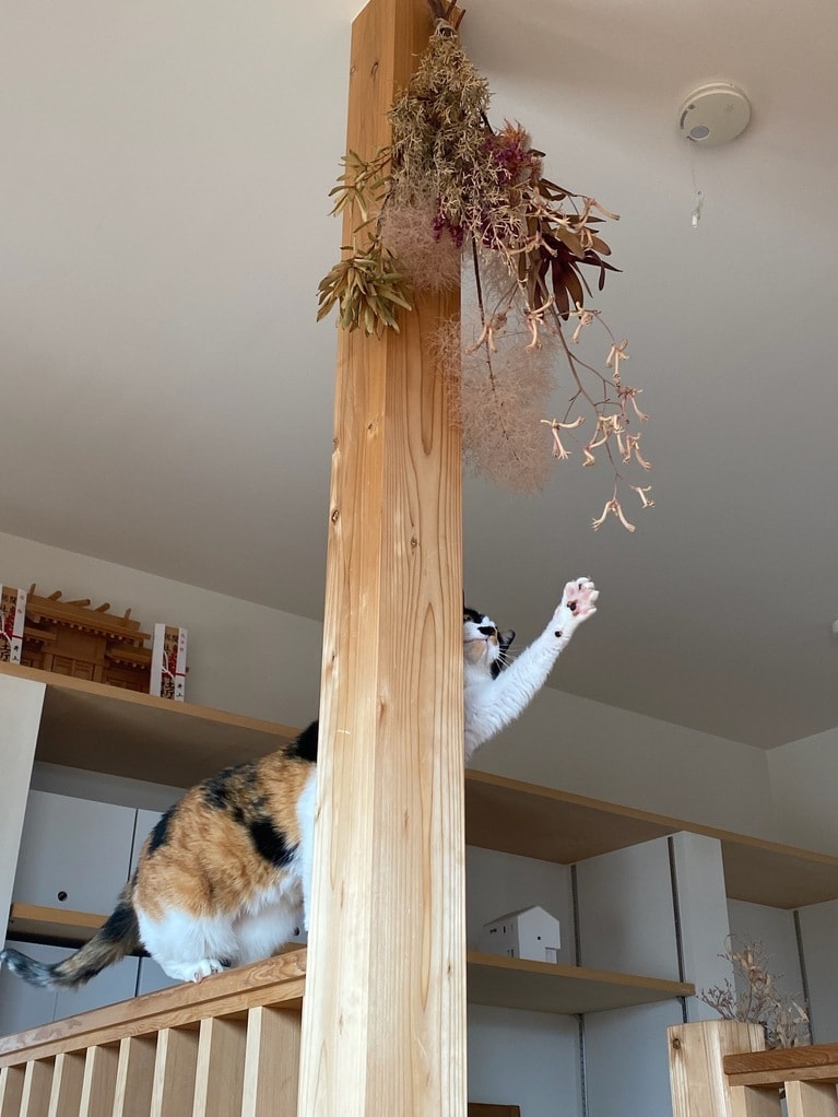 ひな ♀ 8歳。急に気になり出したけど……届かなかった（necodaさん）