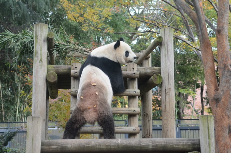 東園パンダ舎の屋外のリーリー。2019年12月。（提供：公益財団法人東京動物園協会）