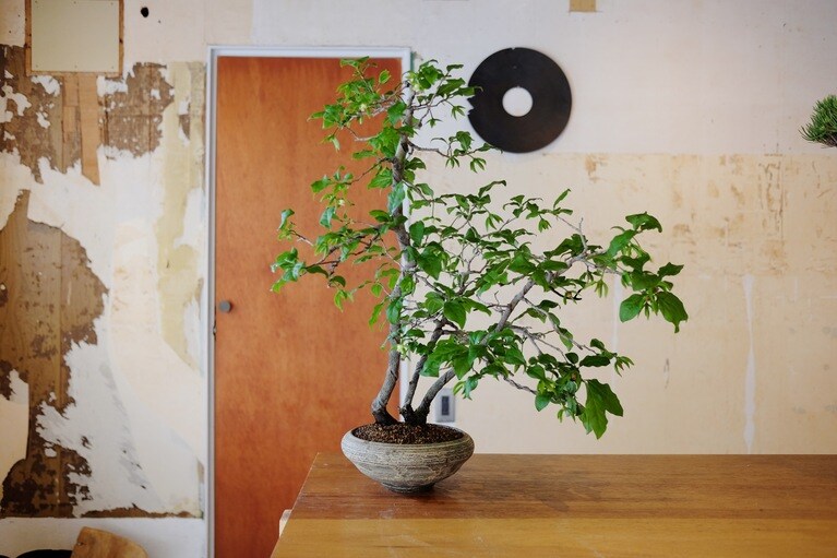 老鴉柿（鉢：菊池亨）。