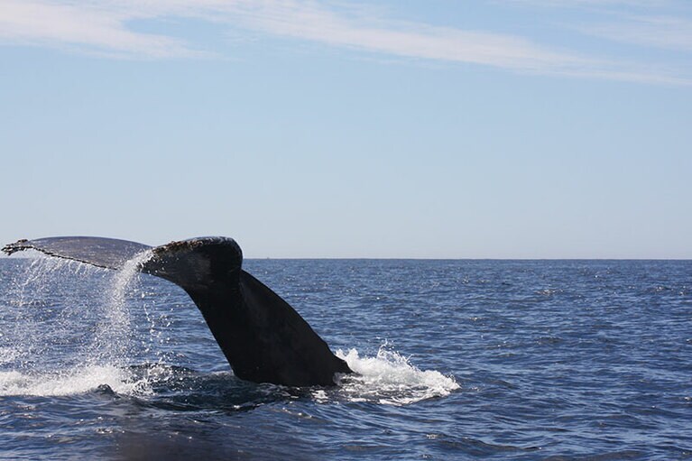 ロスカボスでは冬から春にかけてホエールウォッチングが楽しめる。
