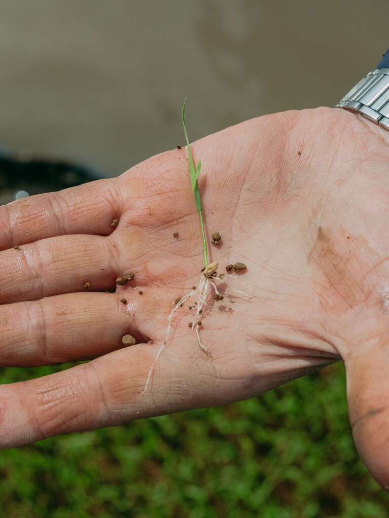 1粒植えれば2000粒になる。生命力溢れるお米。（photo：Ayumi Mineoka）