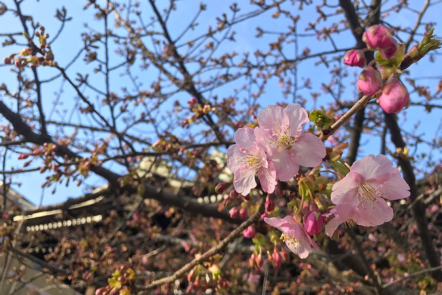 早咲きの河津桜が咲いていました。