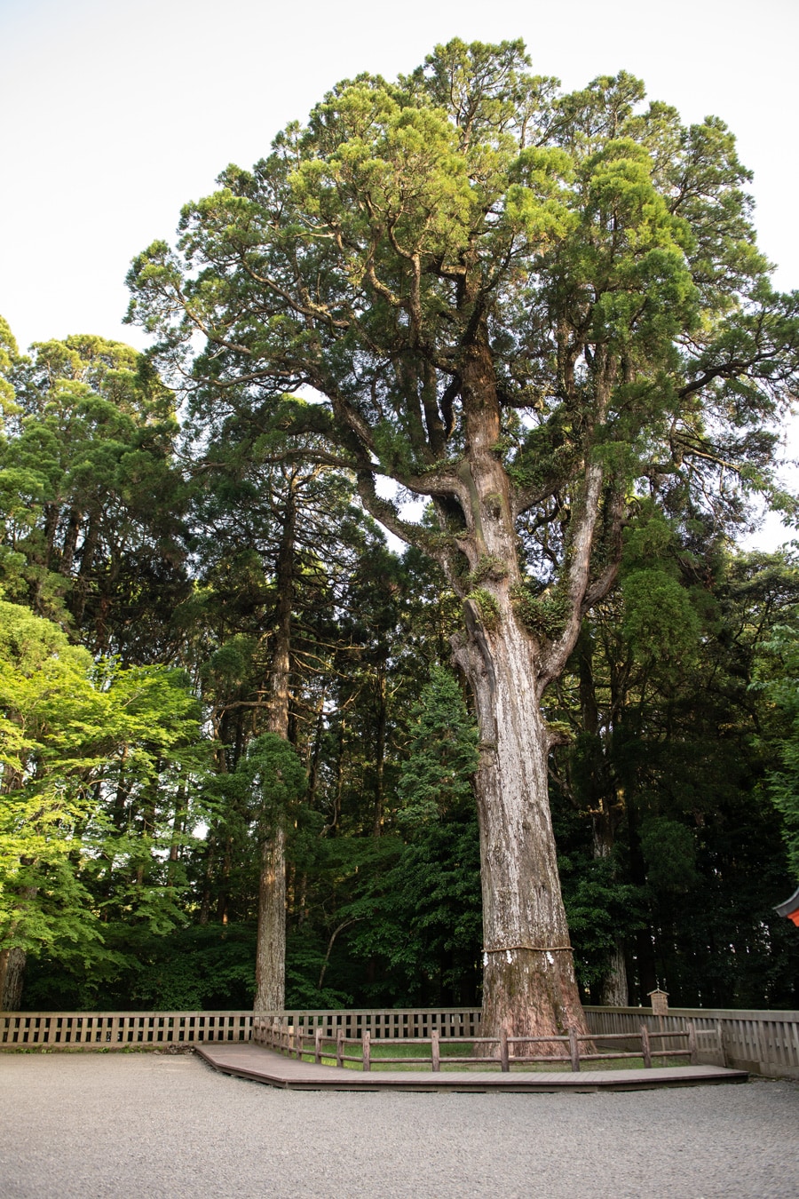 社殿の前庭に立つご神木は樹齢800年以上。南九州一帯の杉の祖先ともいわれる。