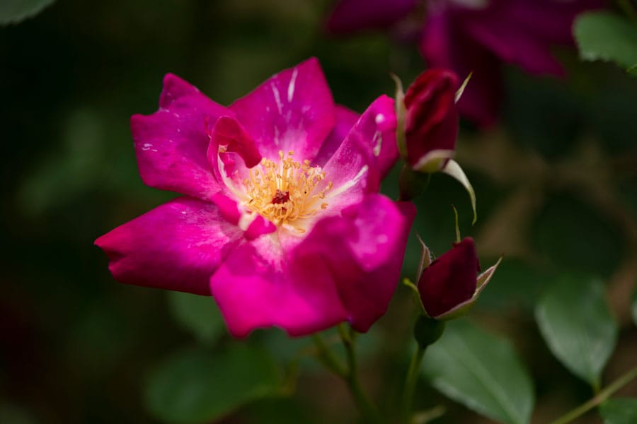 ロサ・キネンシス・マイヨール：原種交雑種。株は半つる性。濃い紅色の半八重咲きで香辛料の香りが。
