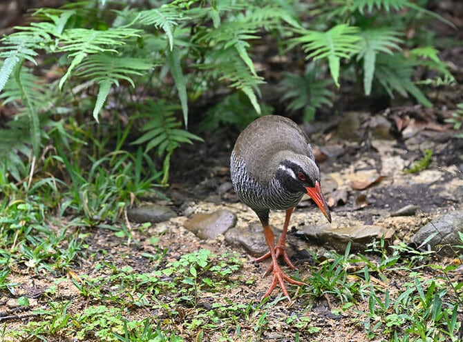 奇跡の鳥に会える世界で唯一の場所 世界遺産の森で“新しい”感動を 沖縄