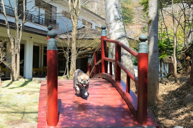 中央に掛かる赤い橋がフォトジェニックな、日本庭園風のドッグラン。