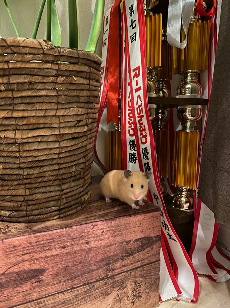 うちの子ベストショット(1)「R-1優勝褒めはむはむ」