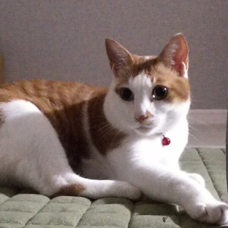 からし ♂ 6歳。イケメンなんで♥