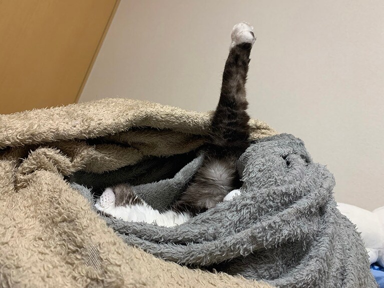 おもち ♂ 3歳。シンクロにゃイズトスイミング(アーティスティックスイミング)