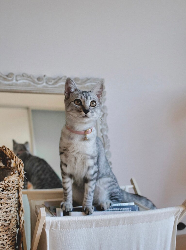 ラブ ♀ 0歳。小さな見張り番。お家の中に悪者がいないか、しっかり見張ってね！