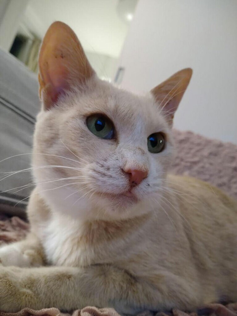 おあげ ♀ 4歳。我が家にやって来て1年が過ぎ、すっかりこの家の主になりました。お姫さまのように育てた結果、どんなポーズもプリンセスの様に優雅にきまります！おあちゃん、大好きだよ！