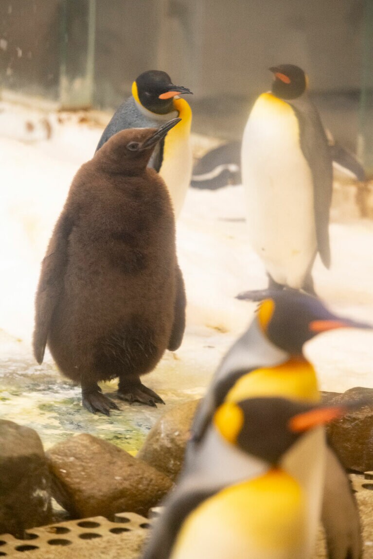 これから約3カ月後には、このふわふわな羽も大人の羽へと生え変わる。
