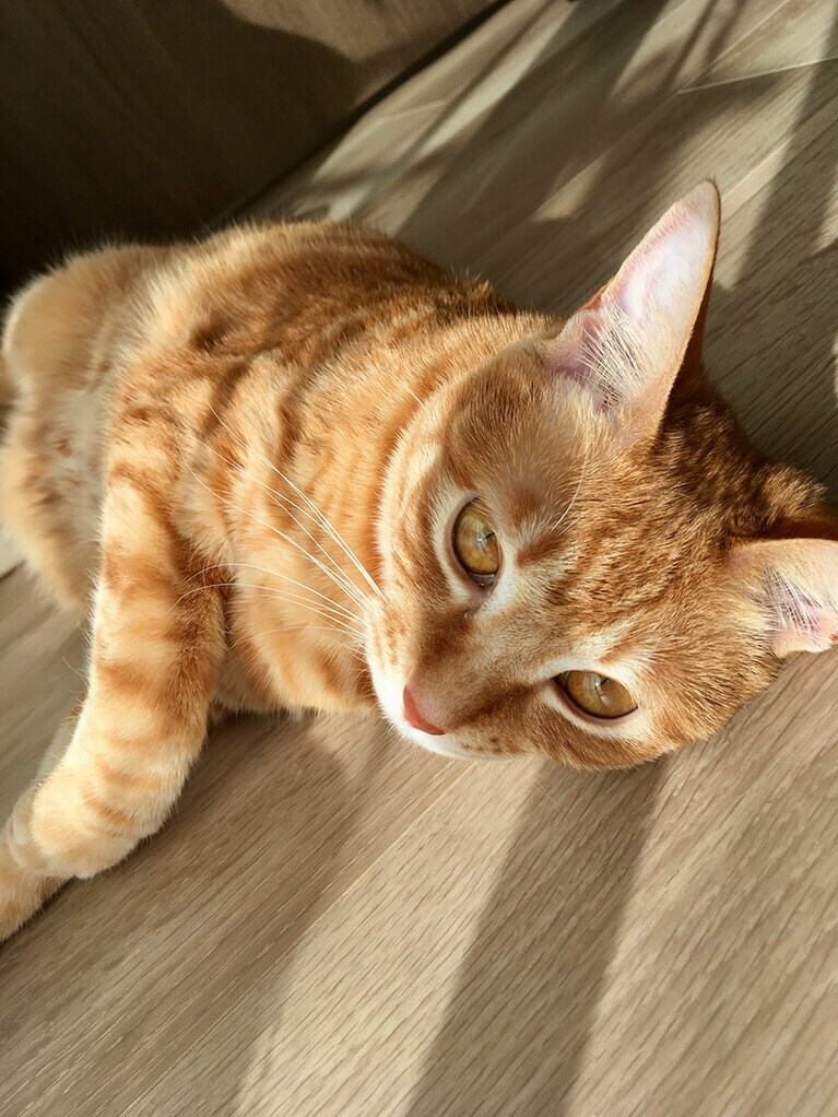 おかか ♀ 1歳。「元日の朝日を浴びた、黄金色の毛並みがキレイ！と思って撮った1枚です。おかちゃん、ちょっとだけ口が出てるけど、我が家ではアナタが世界一の美猫です！」