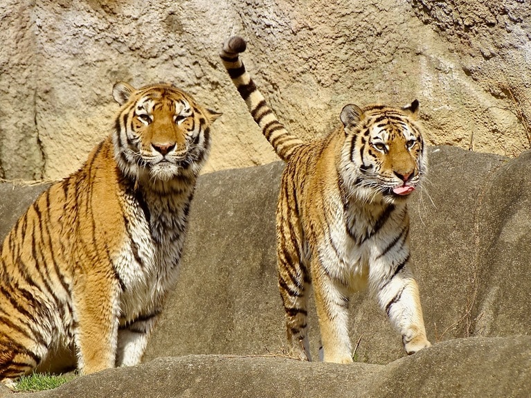しっぽをピンと立ててご機嫌なローラ。