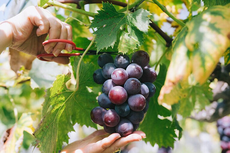 粒の大きさが揃ったタイプが上物なのだとか。片手で支えながら穂軸にハサミを入れて収穫。