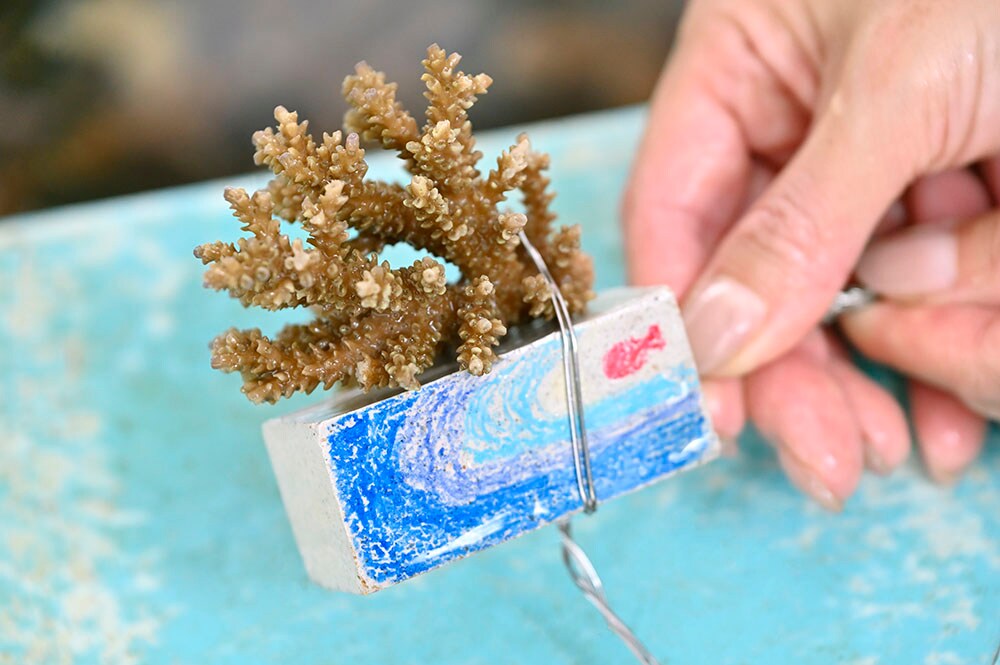 海の環境保護の大切さを学べる「珊瑚の苗作り体験」。