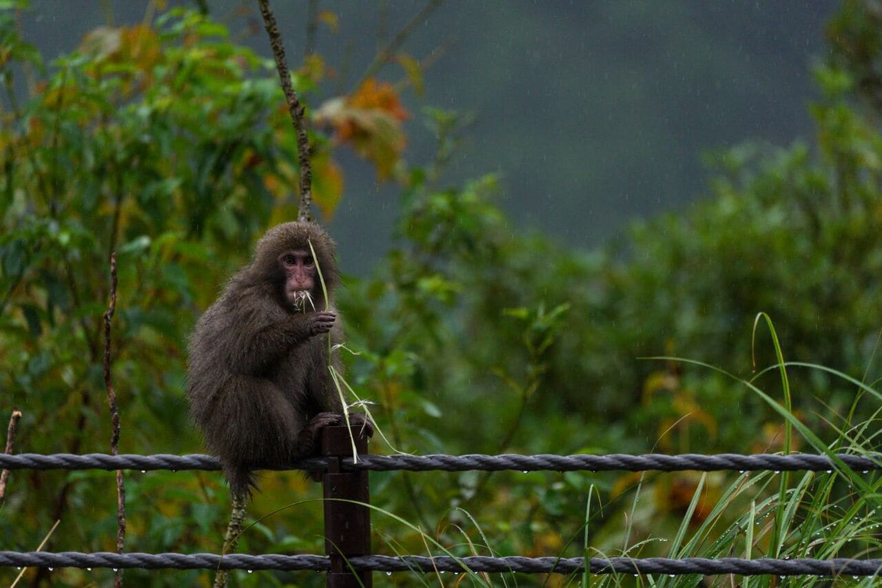 防護柵のワイヤー上に佇むヤクザル　©️大島淳之