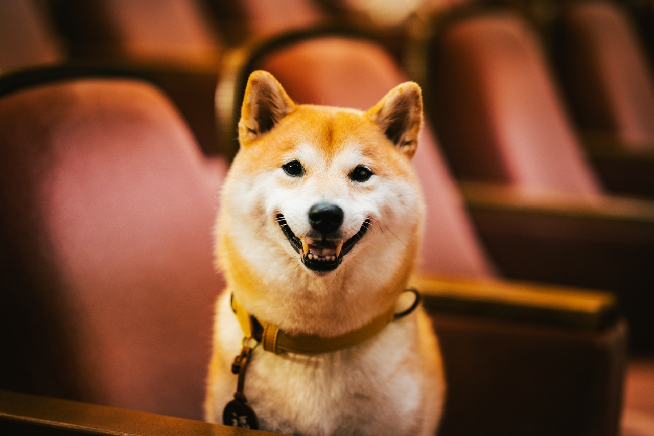 主人公・相楽の愛犬・福助を演じた「のこ」。