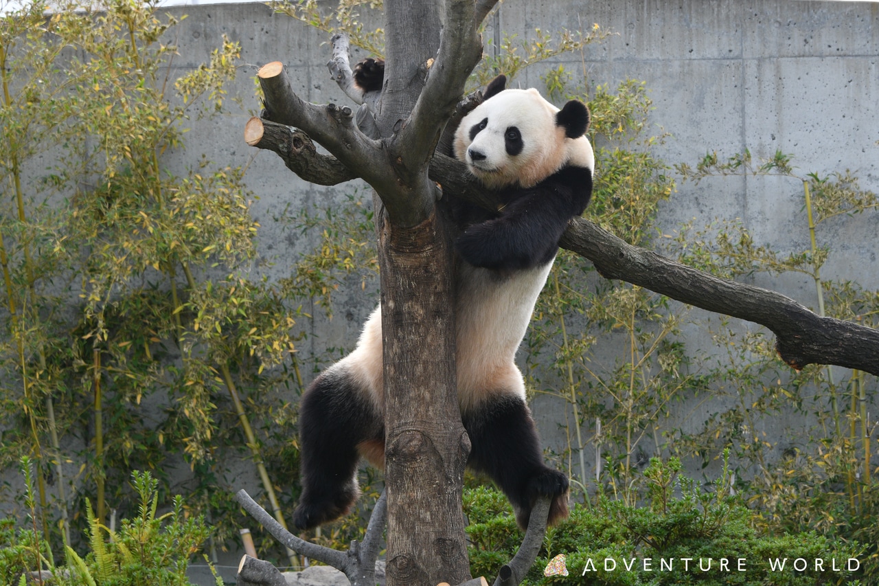 結浜。©アドベンチャーワールド