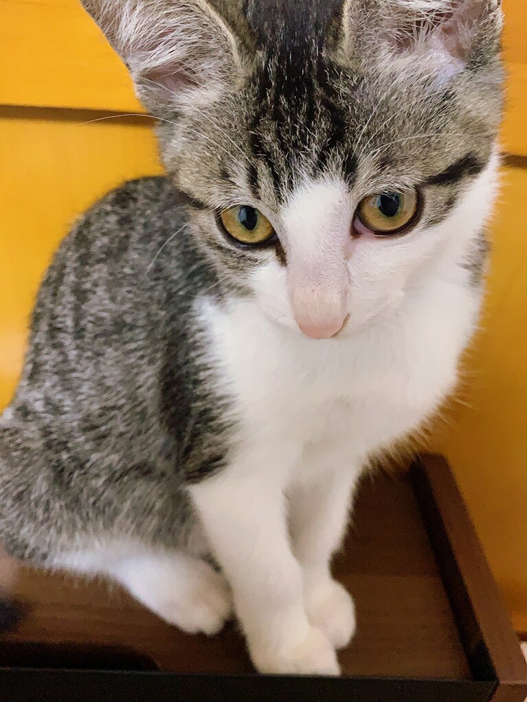 うに ♀ 1歳。わたしが1番可愛いでしょ？♡