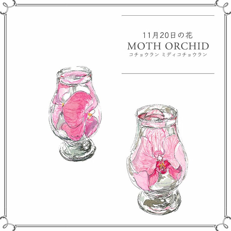 11月20日の花「コチョウラン ミディコチョウラン」