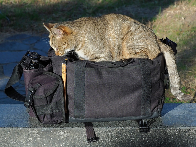 「ジャストフィットなのニャ♪」