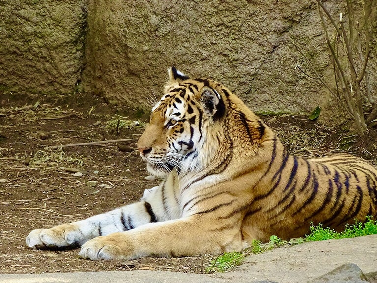 アムールトラのソーンとローラ。