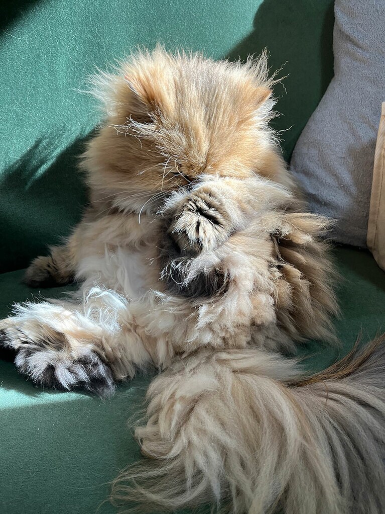 なーちゃん ♂ 6歳。写真は毛繕い中です。ふわふわ柔らかボディのぬいぐるみがストレッチをしているようでした（なーちゃん飼い主さん）