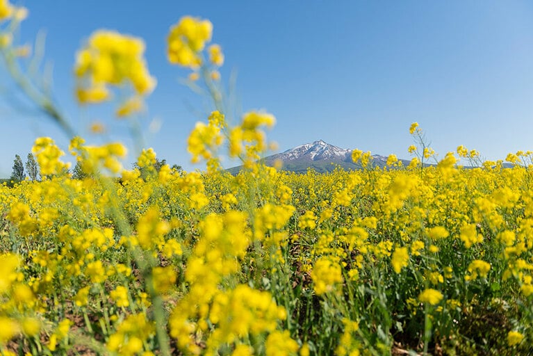 岩木山麓の菜の花畑。