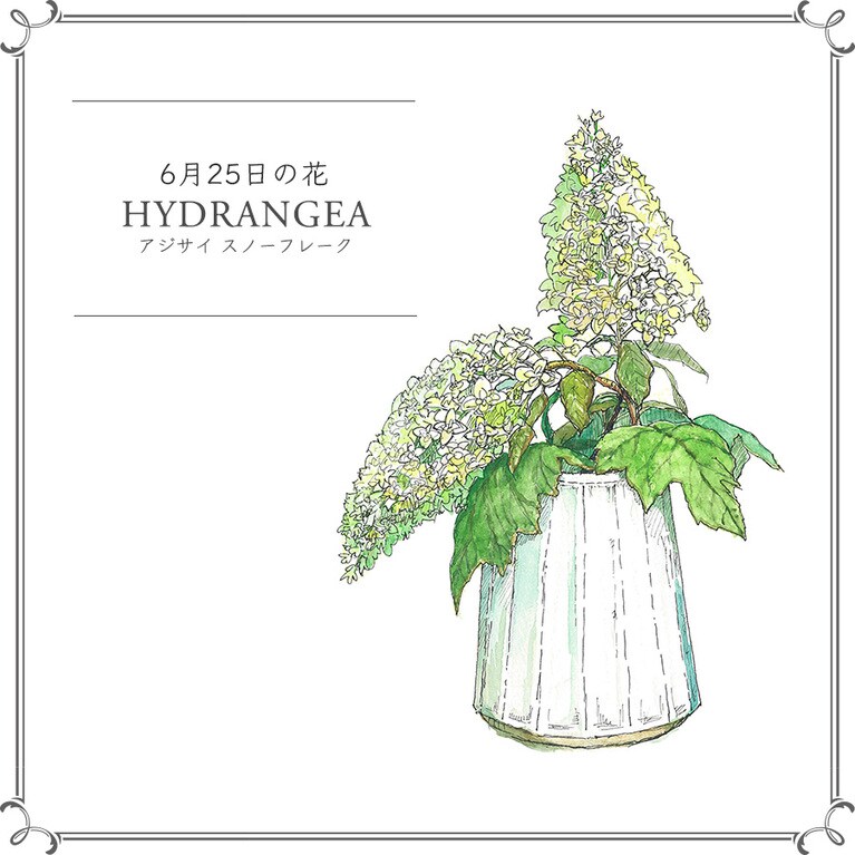 【6月25日の花】アジサイ「スノーフレーク」