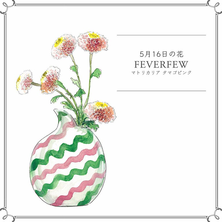 5月16日の花「マトリカリア タマゴピンク」