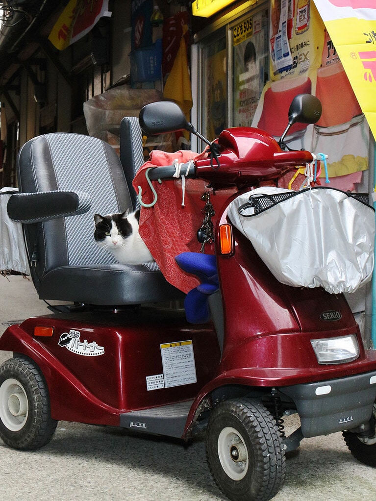 「そろそろ『敬老の日』だからニャ……婆ちゃんのマシンを暖めておいてやるのニャ♪」