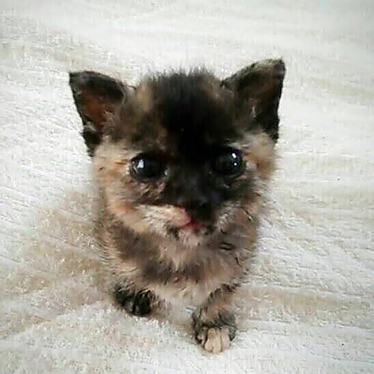 ラム メス 8歳。キュルンキュルンのこぼれそうなお目目でみつめられてハートを撃ち抜かれました（ゆきさん）。