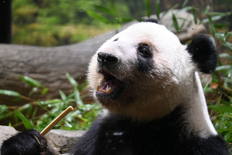 上野動物園で竹を食べるレイレイ。（2026年1月20日、筆者撮影）