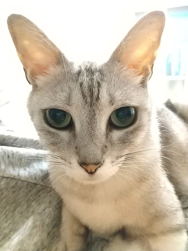 リボン ♀ 9歳。何気なく撮った1枚