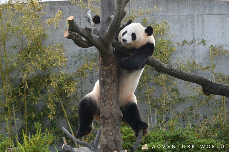 結浜。©アドベンチャーワールド