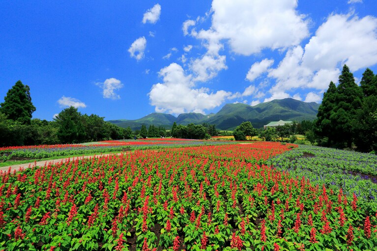 夏の「くじゅう花公園」。
