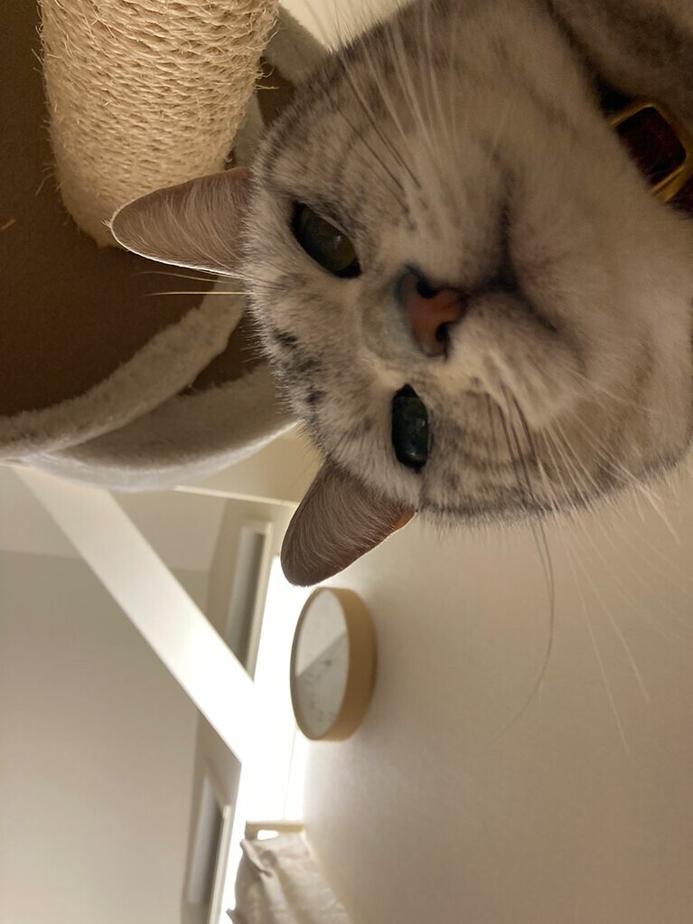 とろ オス 7歳。気づくといつもこちらを見てるかわいいヤツ（まなさん）。