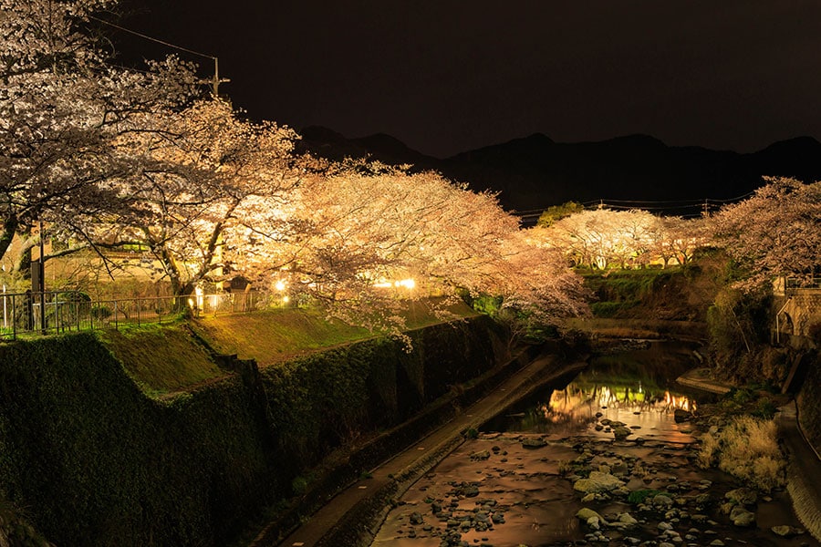 嬉野温泉街 塩田川付近の夜桜。写真：TAKAYANshot/イメージマート