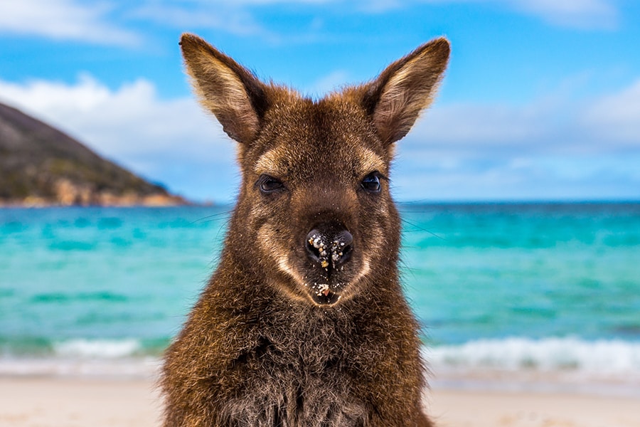 フレシネ国立公園の海辺にはワラビーなども。photo:Tourism Australia